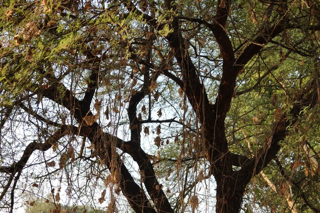 Árbol visto desde abajo