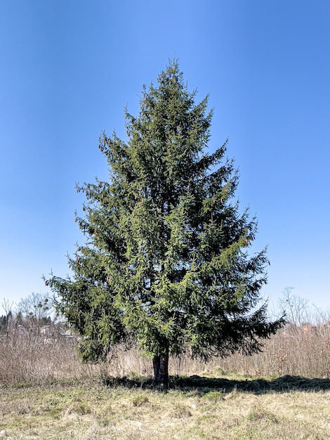 Árbol vivo esponjoso en un área abierta contra el fondo del cielo.