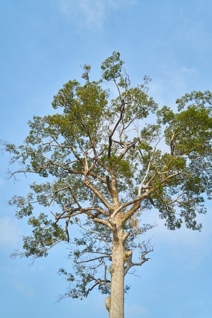 Árbol