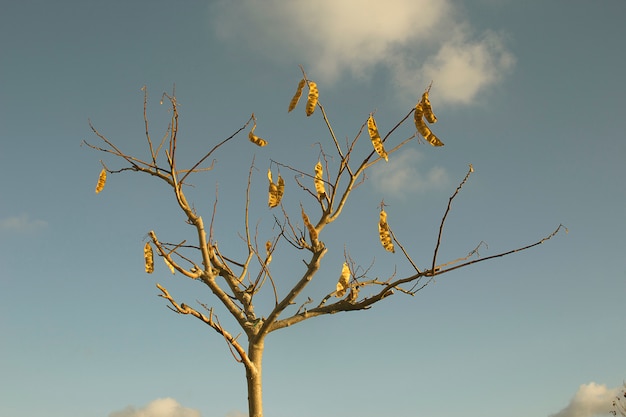 Árbol