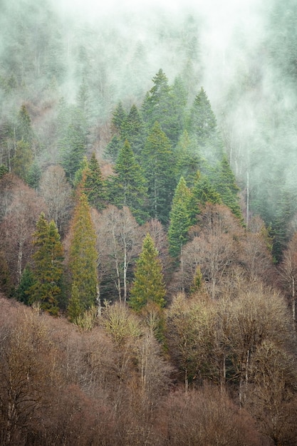 Árboles uno al lado del otro en el bosque cubiertos por la niebla que se arrastra