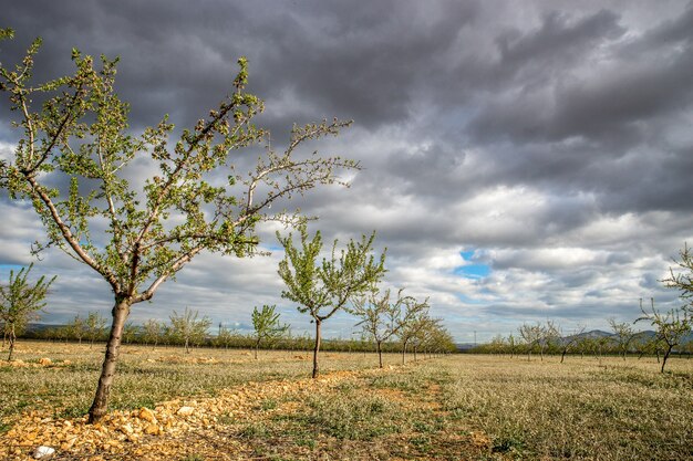 Árboles uno al lado del otro en un campo durante el día.