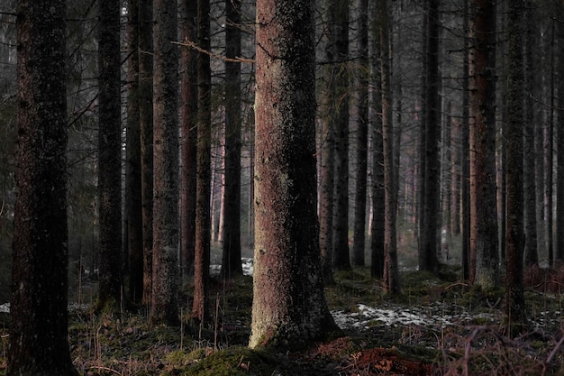 Árboles altos y desnudos del bosque oscuro