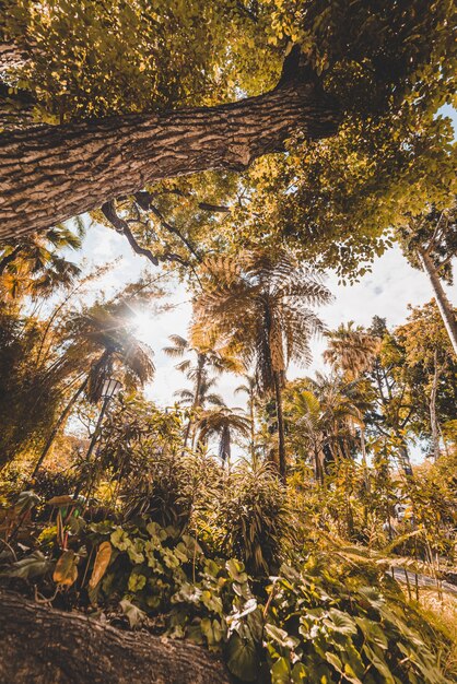 Árboles amarillos de ángulo bajo en el bosque en Funchal, Madeira, Portugal