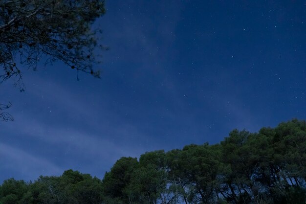 Árboles de ángulo bajo con fondo de cielo nocturno