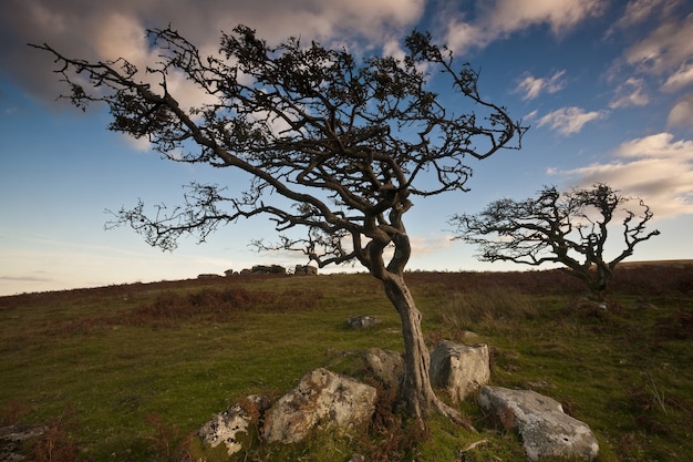 Árboles arrastrados por el viento en el Parque Nacional de Dartmoor bajo la luz del sol en Devon.