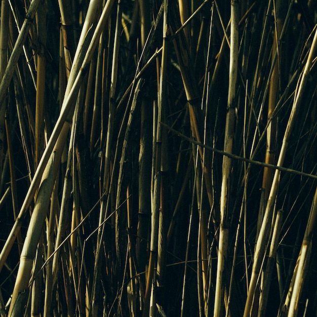 Árboles de bambú verde que crecen en el jardín