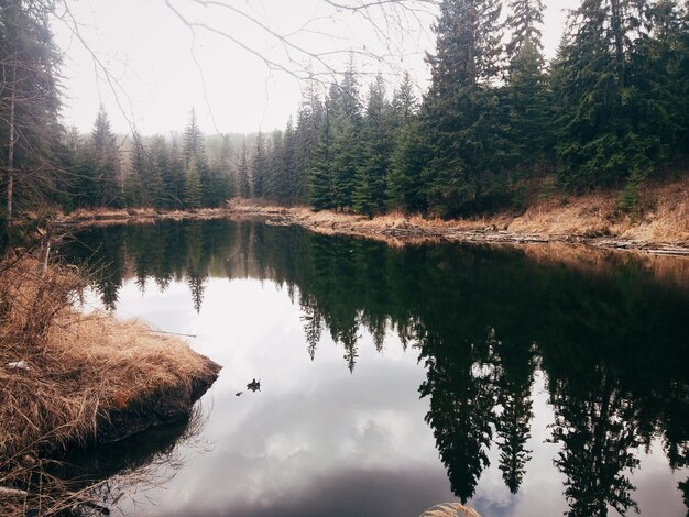 Árboles del bosque cerca del lago y reflejados en el agua transparente