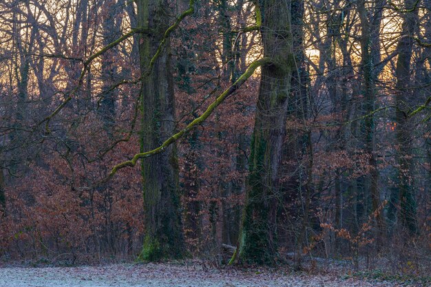 Árboles en el bosque, cubiertos de musgo verde en el parque Maksimir en Zagreb, Croacia.