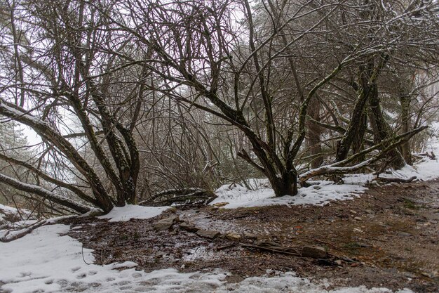 Árboles en el bosque cubiertos de nieve durante el invierno