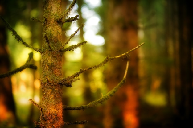 Árboles y bosque oscuro