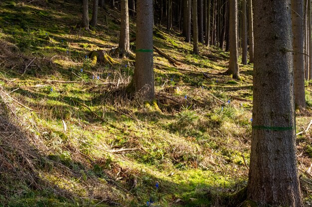 Árboles en el bosque y pasto durante el día.