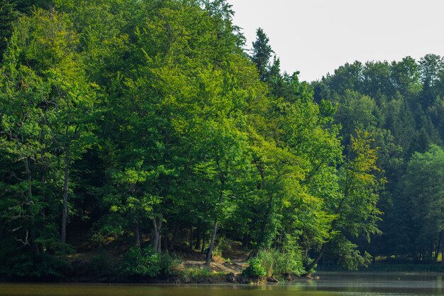 Árboles cerca del lago en el bosque cerca de Trakoscan en Croacia