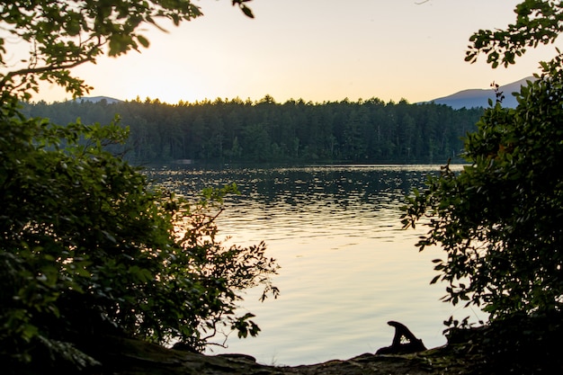 Árboles cerca del mar al atardecer con un bosque