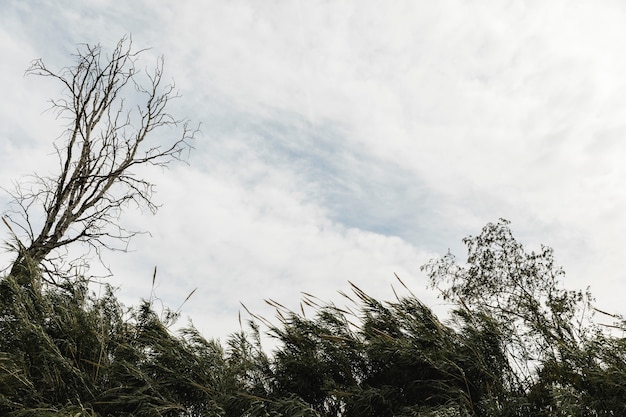 Árboles en un cielo nuboso