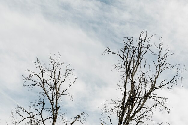 Árboles en un cielo nuboso