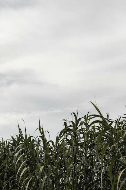 Árboles en un cielo nuboso