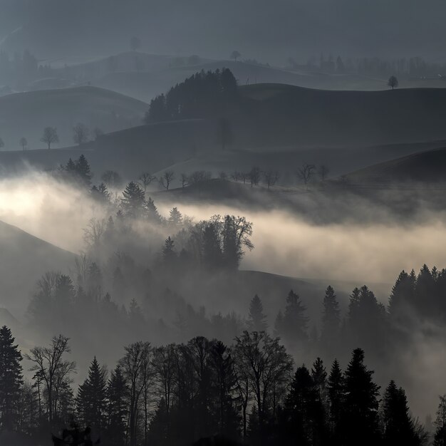 Árboles y colinas con niebla