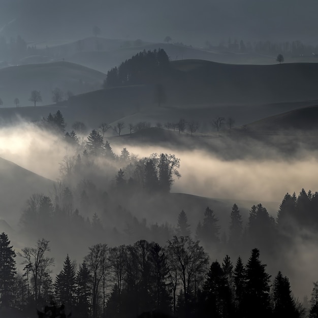 Árboles y colinas con niebla