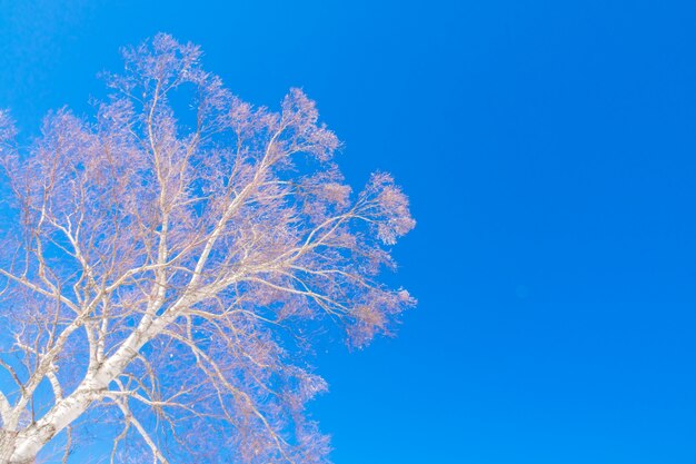 Árboles congelados en invierno con el cielo azul