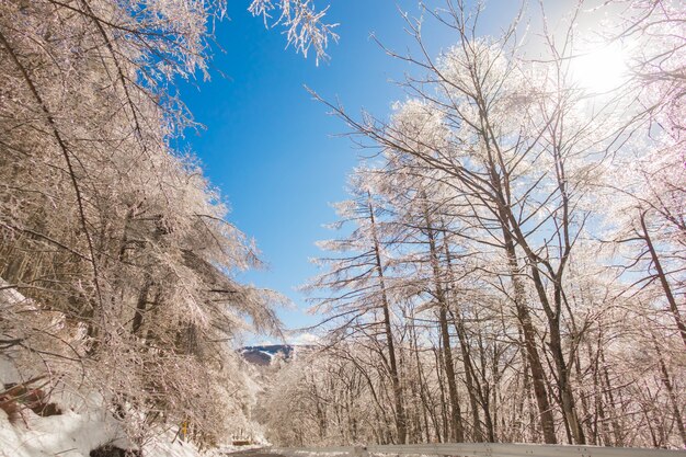 Árboles congelados en invierno con el cielo azul