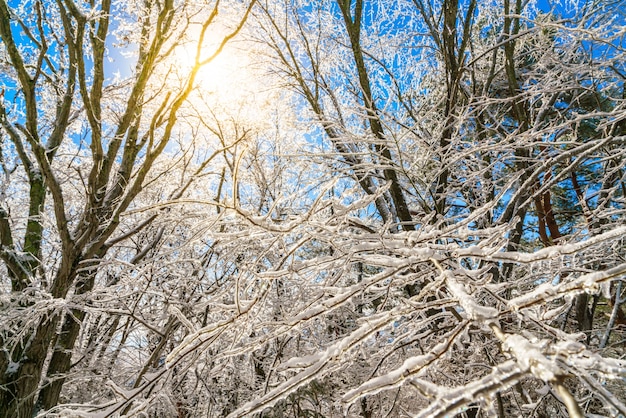 Árboles congelados en invierno con el cielo azul