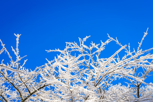 Árboles congelados en invierno con el cielo azul