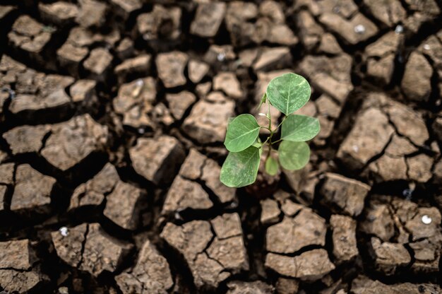 Árboles crecidos en suelo seco, agrietado y seco en la estación seca, calentamiento global