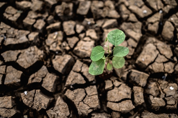 Árboles crecidos en suelo seco, agrietado y seco en la estación seca, calentamiento global