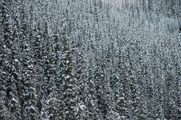 Árboles cubiertos de nieve