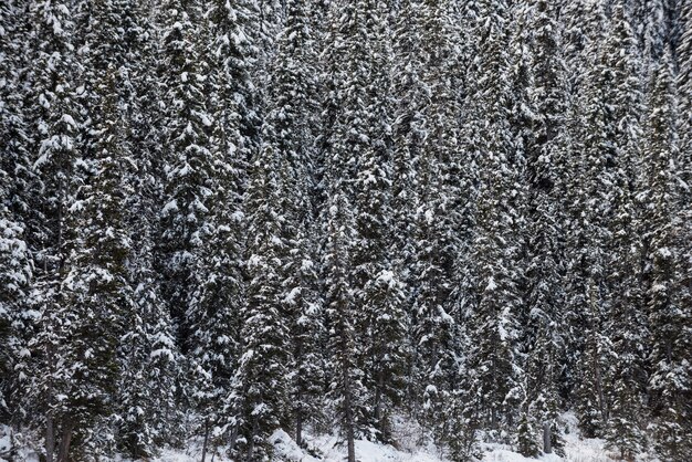 Árboles cubiertos de nieve