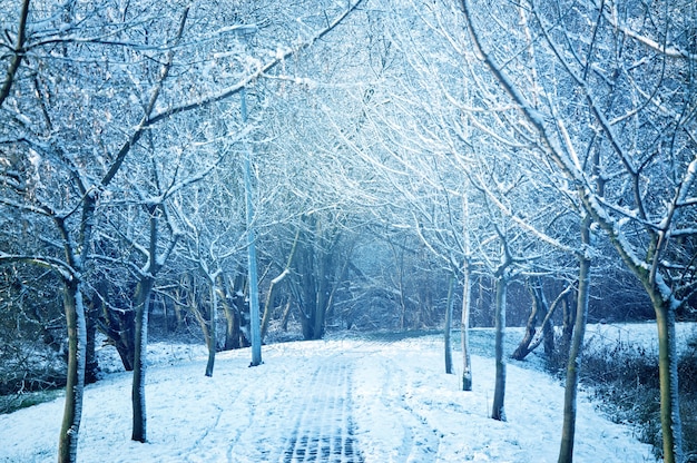 Árboles cubiertos de nieve