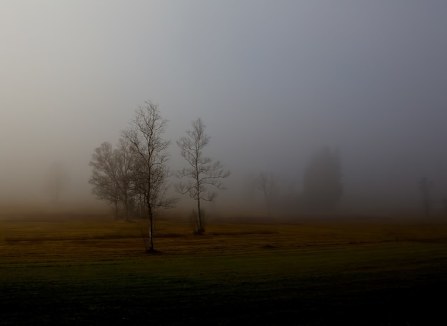 Árboles desnudos cubiertos de niebla