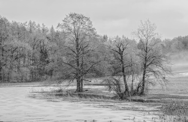 Árboles en escala de grises cerca del cuerpo de agua