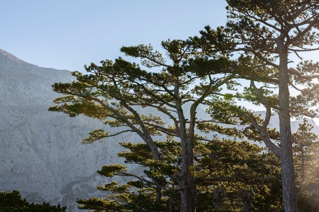 Árboles y fondos de bosques