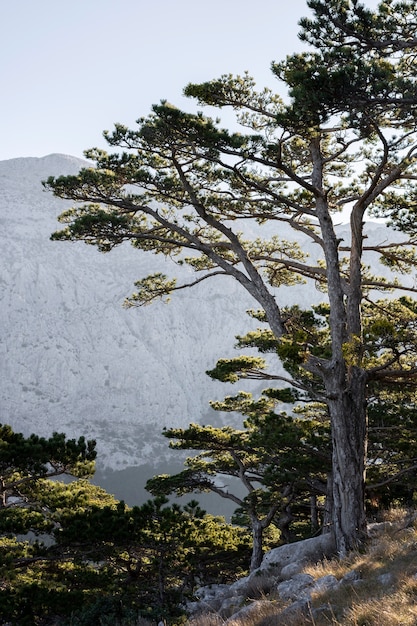 Árboles y fondos de bosques