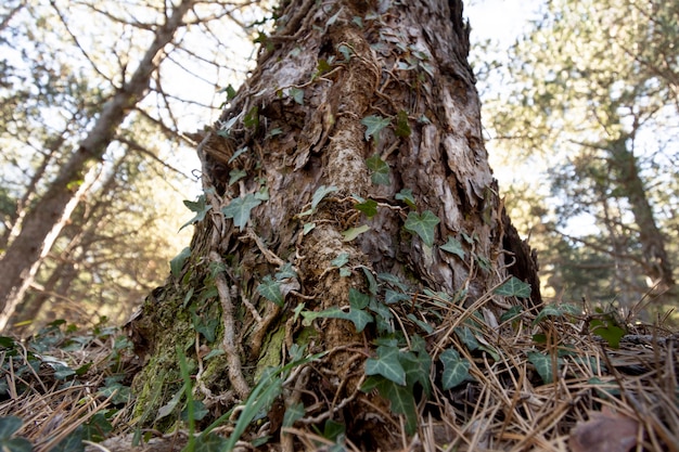 Árboles y fondos de bosques