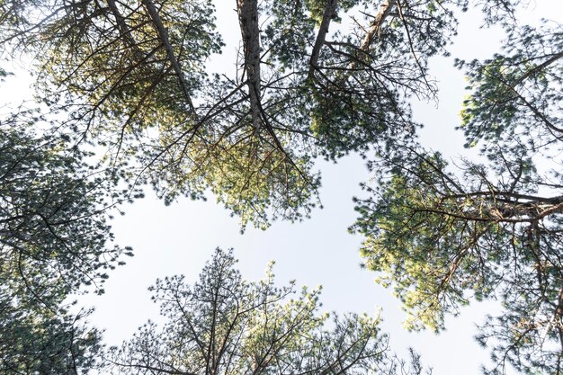 Árboles y fondos de bosques