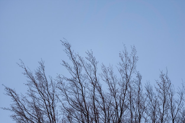 Árboles y fondos de bosques