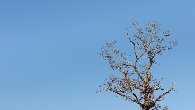 Árboles y fondos de bosques