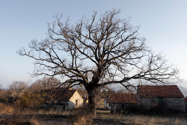 Árboles y fondos de bosques