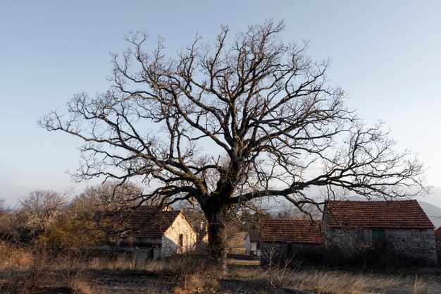 Árboles y fondos de bosques