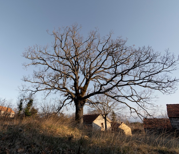 Árboles y fondos de bosques