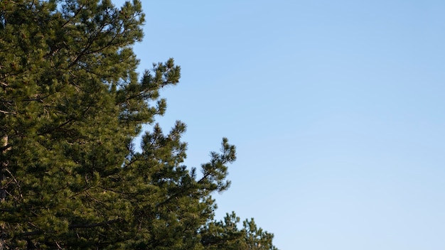 Árboles y fondos de bosques