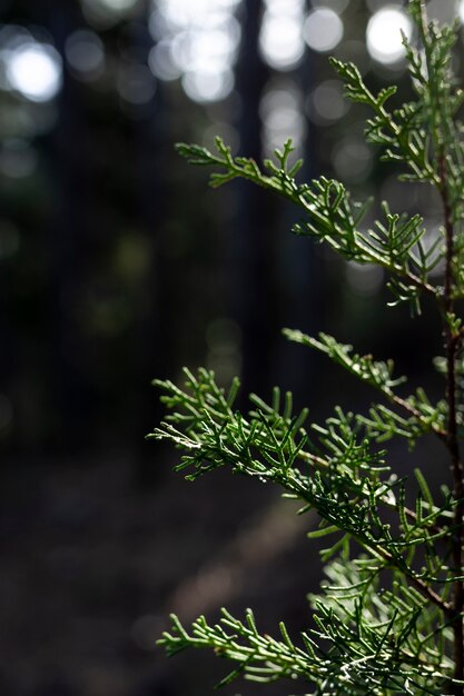 Árboles y fondos de bosques