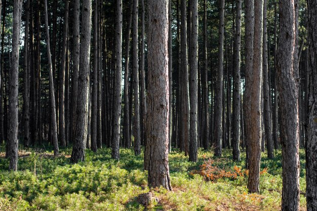 Árboles y fondos de bosques