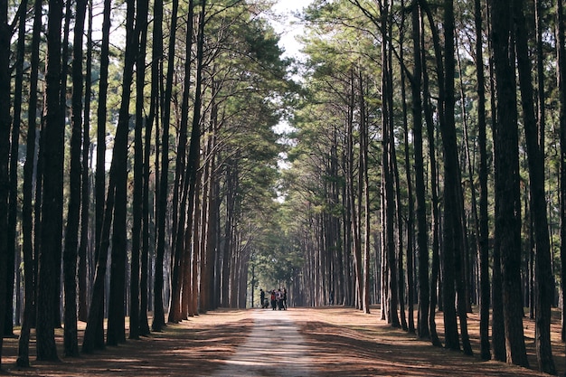 Árboles forestales boscosos iluminados por la luz del sol de oro antes de la puesta del sol con rayos de sol vertiendo a través de árboles en el suelo del bosque iluminando las ramas de los árboles. Vintage efecto estilo imágenes.