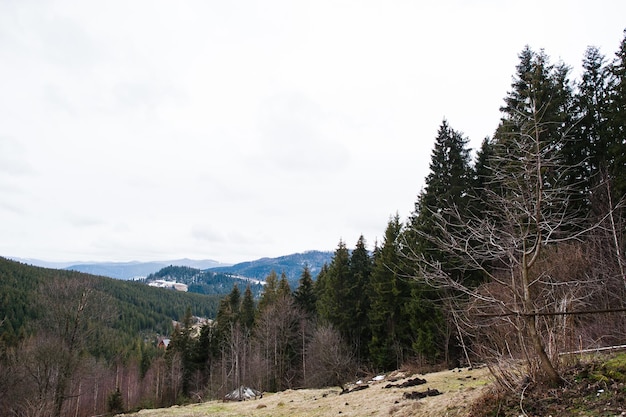 Árboles forestales de pinos en las montañas de los Cárpatos