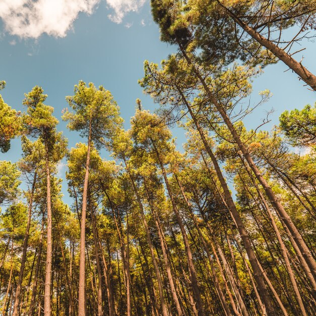 Árboles de gran altura que tocan el cielo despejado