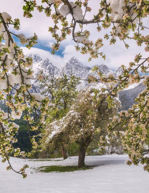 Árboles de hojas verdes con suelo nevado y montañas